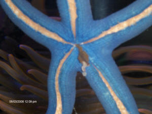 Blue Gray Finger Starfish Linckia Laevigata (2 starfish approx. 5+